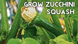 However, this does not mean watering one time per week. Growing Zucchini Squash Advice Tips Harvest Recipe Youtube