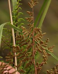 Image result for Cheilanthes quadripinnata