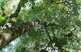 Image result for Homalium