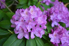 Große auswahl an rhododendron roseum elegans. Purpureum Elegans Rhododendron Rhododendron Catawbiense Purpureum Elegans In Columbus Dublin Delaware Grove City Gahanna Bexley Ohio Oh At Oakland Nurseries Inc