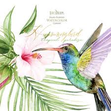 Watercolor Bird Of Paradise Png Pin On Birds