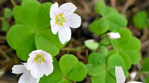 Oxalis Wood Sorrel