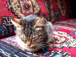 ‪Why Are There So Many Cats in Istanbul?‬‏