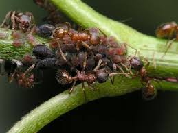 Home Remedies To Get Rid Of Ants Hunker Kill Ants Ants In Garden Plants