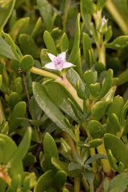 Image result for Sesuvium portulacastrum