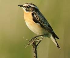 Horen Sie Die Braunkehlchen Auf Deutsche Vogelstimmen De Welches Eine Umfassende Sammlung An Deutschen Vogelsti Braunkehlchen Einheimische Singvogel Vogelwelt