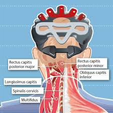 In the back, the neck reaches the c7 vertebra. Cyclists Neck Back In Action