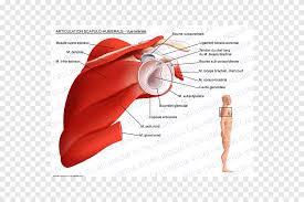 The subacromial bursa lies between the rotator cuff and shoulder blade and protects the tendons in this area. Shoulder Joint Scapula Glenohumeral Ligaments Anatomy Biceps Angle Text Png Pngegg