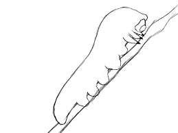 How to draw a caterpillar step by guide for kids and beginners easy peasy fun how to draw a caterpillar step by guide for kids and beginners easy peasy fun how to draw a caterpillar for kids how to draw a cute caterpillar really easy drawing tutorial. How To Draw A Caterpillar Draw Central