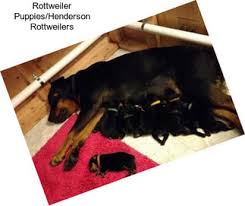 These commands must be taught using the positive reinforcement exercises i discussed earlier on. Rottweiler Dogs For Sale In California Agriseek Com