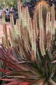 More cacti and succulents threads. 510 Succulents Ideas In 2021 Succulents Plants Air Plants