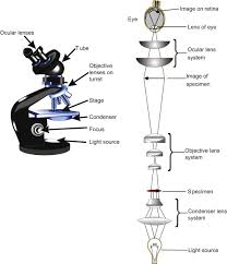 Optical Microscope An Overview Sciencedirect Topics