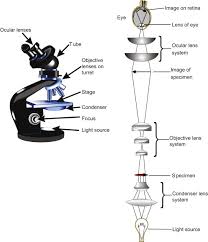 Optical Microscope An Overview Sciencedirect Topics