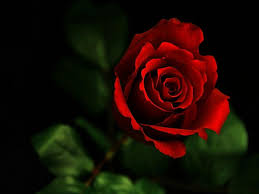 Maybe you would like to learn more about one of these? Red Rose Hd Wallpapers Wallpaper Cave