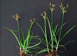 Use our description and image above to help you to identify witchgrass. The Lowdown On Sedge In Turf Uf Ifas Extension Orange County