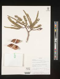 Image result for Brachystegia glaucescens