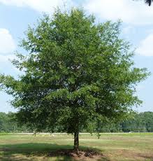 Image result for Quercus phellos