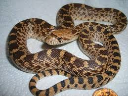 Black And Yellow Snake North Texas Snakes Wichita Falls Reptile Rescue Pet Snake Snake North American Animals