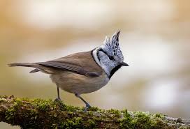 Pin Von Momente Auf Familie Meise Haubenmeise Ausgestopftes Tier Meise