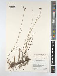 Image result for Fuirena pubescens