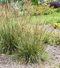 Image result for Festuca