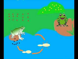 دورة حياة الضفدع Youtube