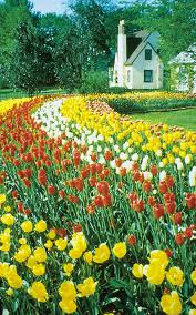 Located one block from historic downtown pella, the amsterdam hotel is a true european experience with modern amenities. 12 Tulip Time Ideas Pella May Celebrations Blooming Flowers