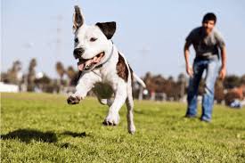 Check spelling or type a new query. Why Going To An Off Leash Seattle Dog Park Is So Important Cosmic Home Pet