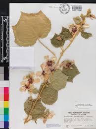 Image result for Kosteletzkya grantii