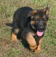 Appointments to place a deposit to hold a puppy will be made after the litter is born and has been posted on the website. German Shepherd Puppies Price Petsidi