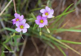 Image result for Oxalis semiloba