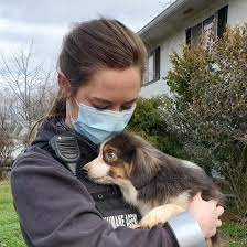 Maybe you would like to learn more about one of these? Columbus Humane Seeks Homes For Hoarded Rescued Australian Shepherds