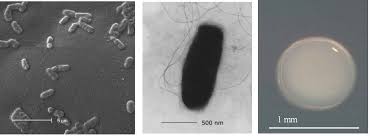 Image result for Lotononis stipulosa