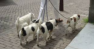 How To Become A Professional Dog Walker Dog Walking Business Dog Walker Dog Walking