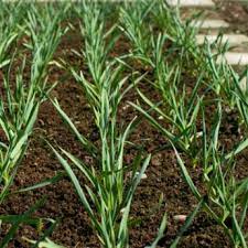 Wild garlic is extremely easy to grow and thrives in almost any sun and soil type, making it a versatile choice for any meadow or garden. Garlic Plants From Stark Bro S Garlic Plants For Sale