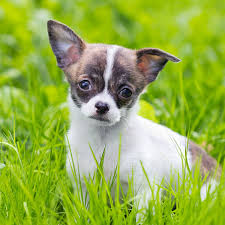 Forever love puppies has chihuahua puppies for sale! Chihuahua Puppies For Sale In Florida From Top Breeders