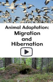 Why Do Birds Fly South For The Winter Biology Animal Adaptation Video For Classroom Examples Of Behavioral Adaptations For Migration And Hibernation Geese Wild Animal Adaptations Adaptations Hibernation