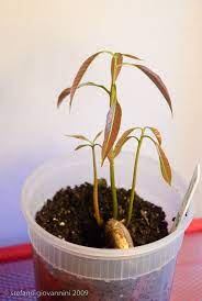 Polyembrionic Mango Seedling How When To Separate Mango Plant Growing Seeds Seeds