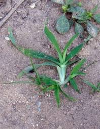 Image result for Digitaria sanguinalis