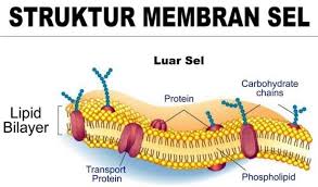 Perbedaan mendasar ini berdampak kepada karakteristik dua makhluk hidup tersebut, misalnya terkait kemampuan gerak. Membran Sel Pengertian Fungsi Struktur Sifat Sistem