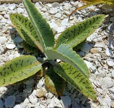 Also Known As The Donkey Ear Kalanchoe This Kalanchoe From Madagascar Has Huge Banded Leaves That Curve Downwards And Cacti And Succulents Succulents Plants