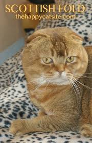 Scottish Fold Cats How High A Price Is That Cute Face Worth Cat Scottish Fold Scottish Fold Cat Care