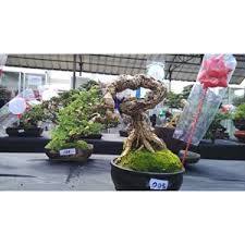 Beli bonsai asem online berkualitas dengan harga murah terbaru 2021 di tokopedia! Jual Tanaman Hias Bonsai Asem Saraf Bersertifikat Toko Pesona Bonsai Bogor Jawa Barat Indotrading