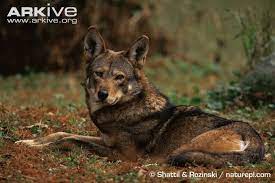 Pin On Dingos Wolves Foxes