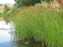 Image result for Schoenoplectus muricinux