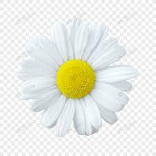 24+ bunga png images for your graphic design, presentations, web design and other projects. White Flowers Png Image Picture Free Download 400801148 Lovepik Com