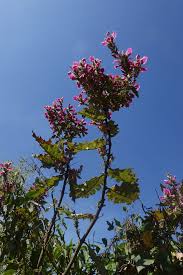 Image result for Acanthus polystachyus