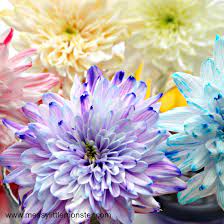 We did not find results for: Colour Changing Flowers Science Experiment A Fun Science Project For Kids Messy Little Monster