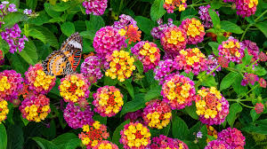 Image result for Lantana camara