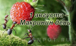 Check spelling or type a new query. 1 Avgusta Primety Tradicii Zagovory Ritualy I Obryady V Makrinin Den
